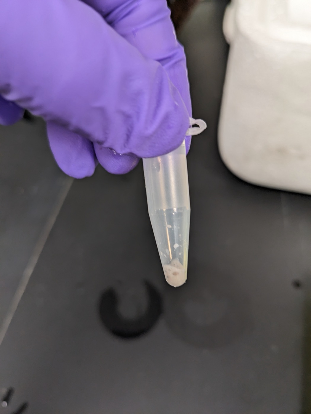 Good amount of collected sperm