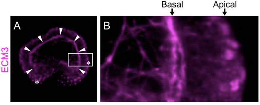 Location of ecm3 expression