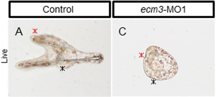 Ecm3 knockout shows abnormal larval skeleton development