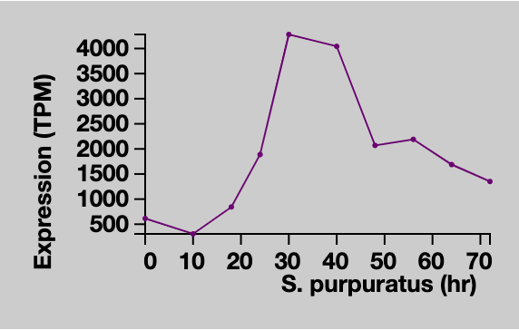 Expression pattern