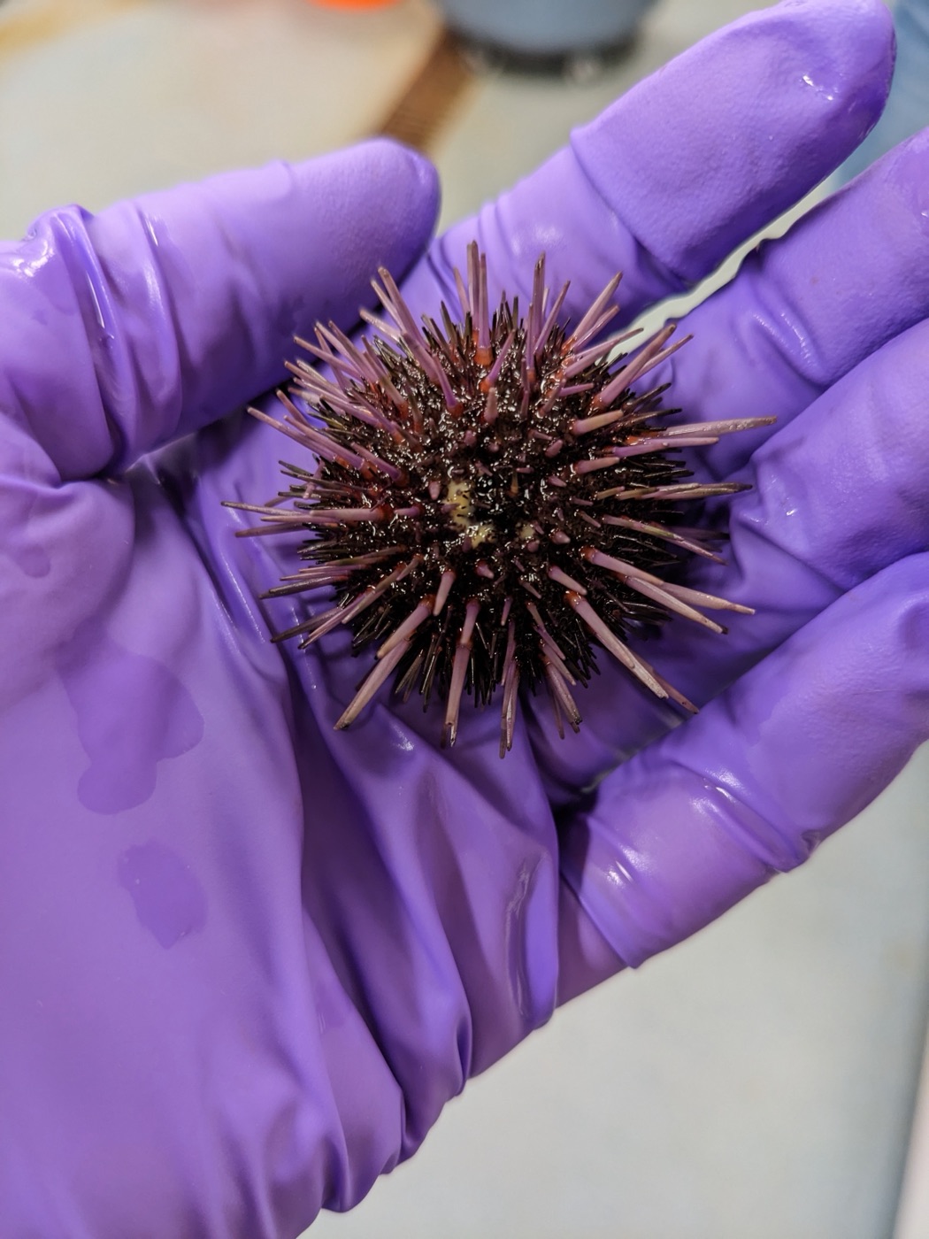 Spawning female urchin