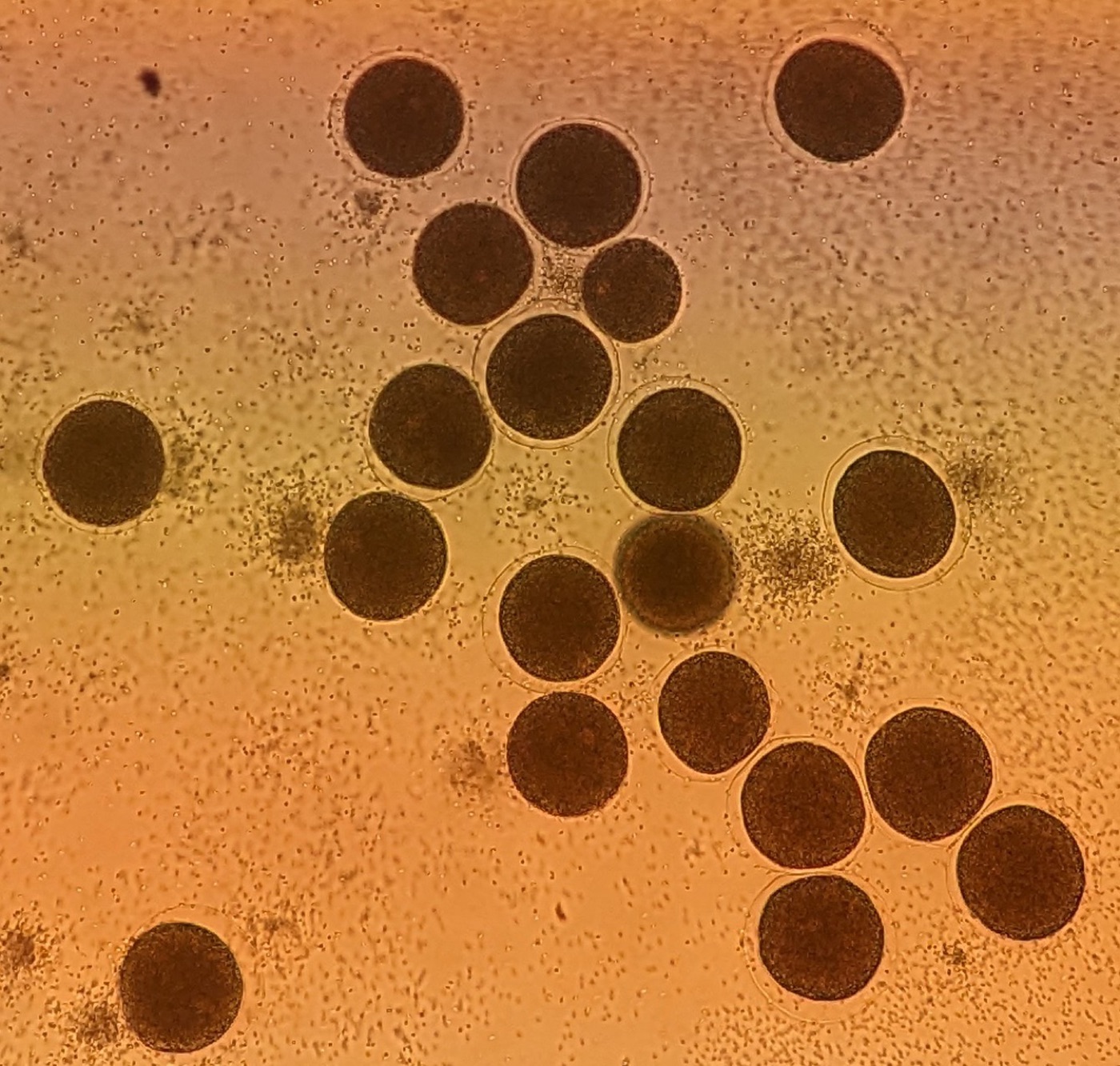 Fertilized eggs with fertilization envelope