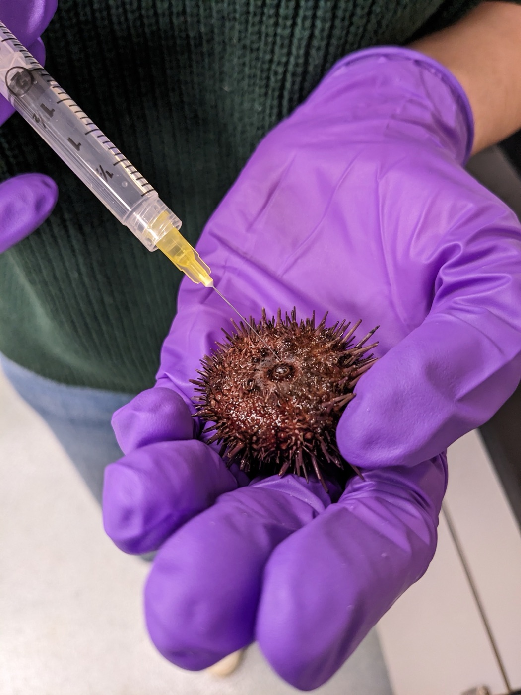 Injecting an urchin with KCl