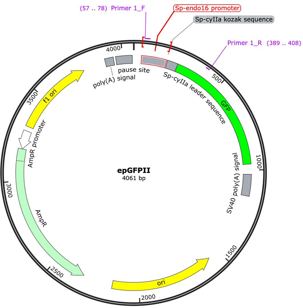 epGFPII backbone