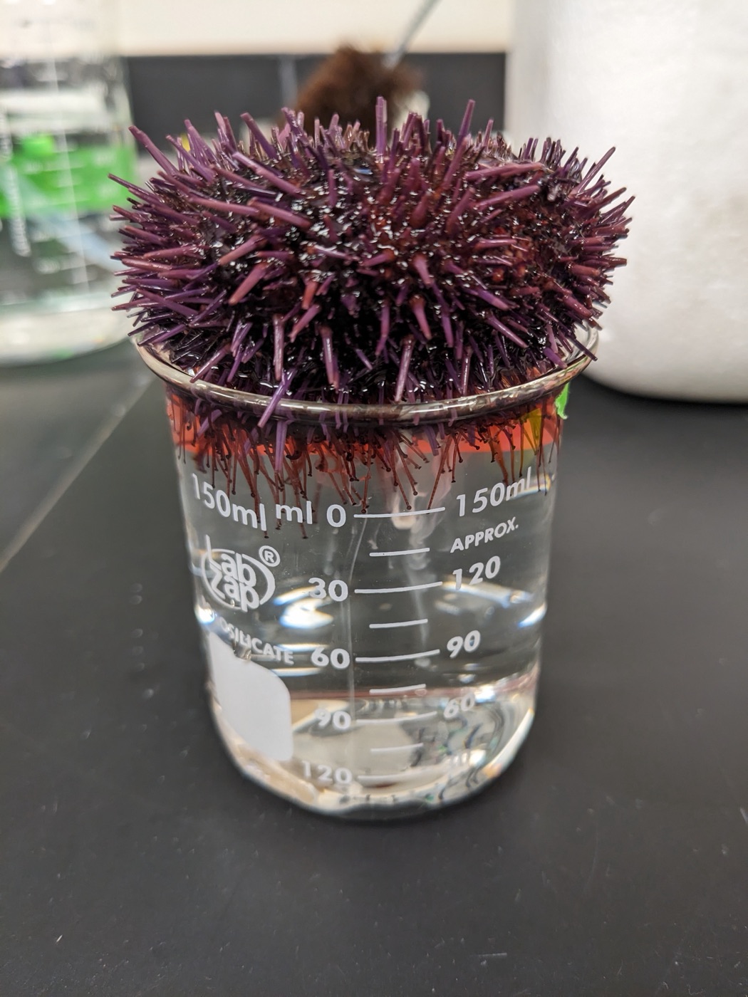 Spawning male urchin