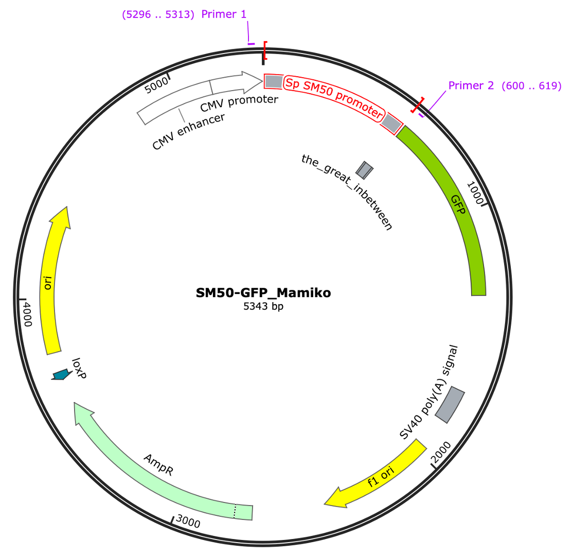 SM50-GFP