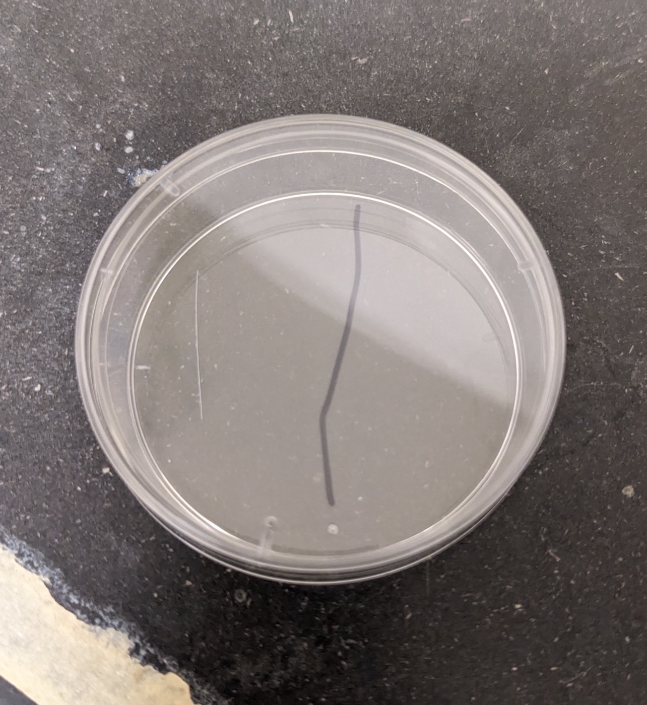 Prepared petri dish