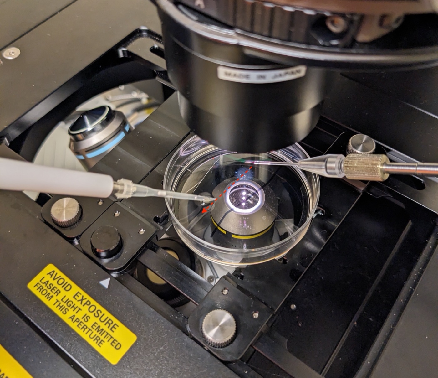 Rowing eggs in the petri dish