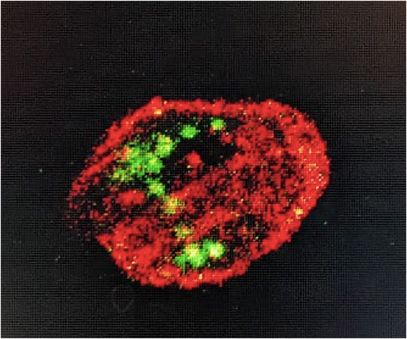 GFP expression upon successful Sp-anpep_1 injection